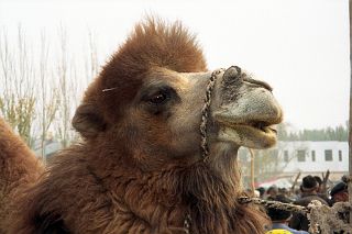 55 Kashgar Sunday Market 1993 Camel Close Up In Animal Market